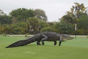 HUGE alligator roams golf course, goes “Viral”