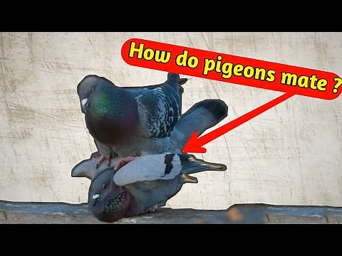 How do pigeons mate? The secrets of mating between a male and a female pigeon | Nature Lover