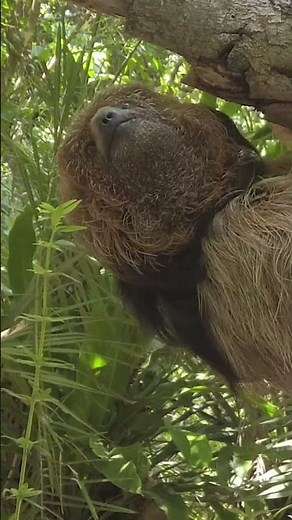 Maned Sloth in Brazil 🇧🇷 🦥 Have You Ever Seen One?