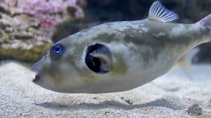 Watch this immaculate puffer puffing! 🐡 Immaculate puffers can often be seen blowing on the sandy seafloor - a natural behaviour to uncover prey, such as molluscs, sponges, and sea stars! 🪸 | Two Oceans Aquarium