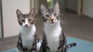 16K views · 547 reactions | We love our dogs here at Southeastern...