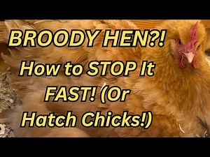 How to Deal with a Broody Hen 🐔 | Stop Broodiness Fast or Hatch Chicks!