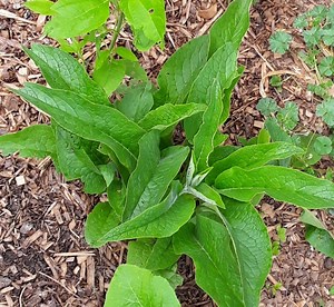 The Simplest Comfrey Poultice for Sprains