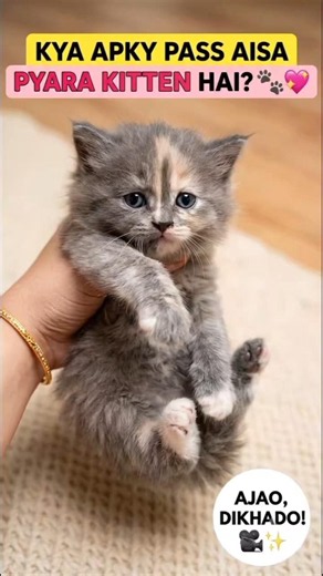"Most Beautiful Persian Kitten Ever! 😍 Under 2 Months Old 🐾"