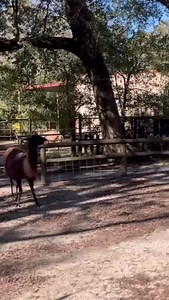 We don’t think anyone told the llamas it was National Llama Day 🤷🏻‍♀️ at least there’s no drama in the llama yard! | Zoosiana