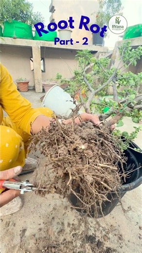 How to Save a Plant from Root Rot | Easy Treatment Guide | Part 2