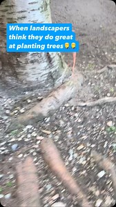 14K views · 89 reactions | Why do landscapers always leave the burlap wrap on the rootball? | ClimbingArborist.com | Facebook
