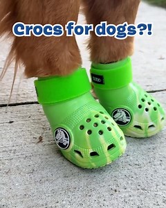 Claim your FREE GIFT in your first box of awesome toys and treats! 🎁 | BarkBox