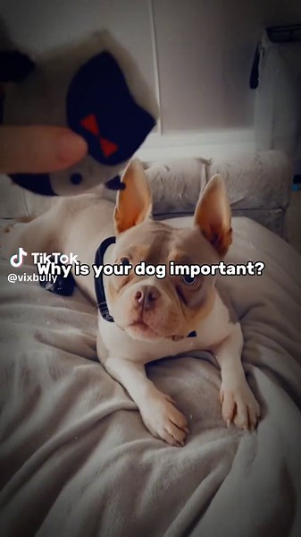 #CapCut #bully #bullysofttiktok #birmingham #dogmom #pocketbully #dogsoftiktok #fypシ #foryou