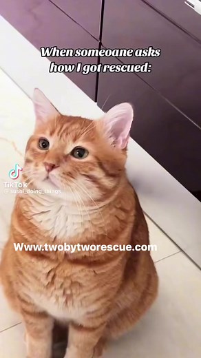 Two by Two Animal Rescue on Reels