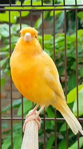 Canary Sound Ultra Sweet Singing Bird | Crystal Clear Melody Like Flute | Relaxing Nature Animal