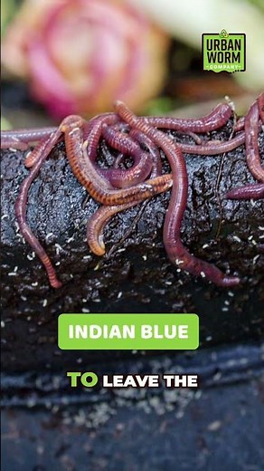 4 Worms That Make Composting EASY! #gardening #worms #vermicompost