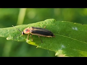Rover Fireflies (Photinus pyralis) are the most common firefly and are indeed partners in pollination....they are so important to our ecosystem and we are hopeful their numbers will increase as we all commit to supporting our pollinator friends with ecofriendly choices. This little fellow was on one of the native wildflower leaves at the front entry pond. Be well little buddy! | Niabi Zoo