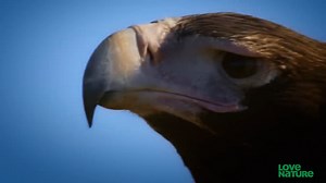 6.4K views · 382 reactions | Australia's Largest Eagle Attacks Kangaroo | © Love nature #birdsofprey #eaglewatch #Eagles #australian #naturephotography #naturelovers | Eaglewatch NL | Facebook