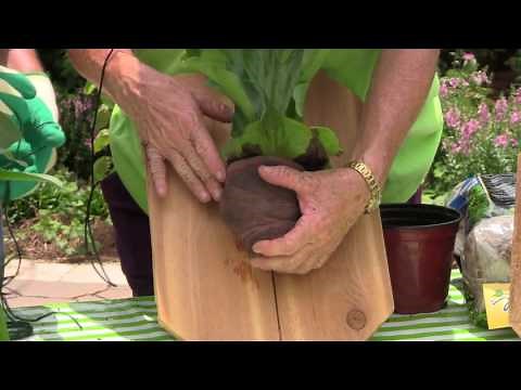 How to Plant Staghorn Fern on a Board