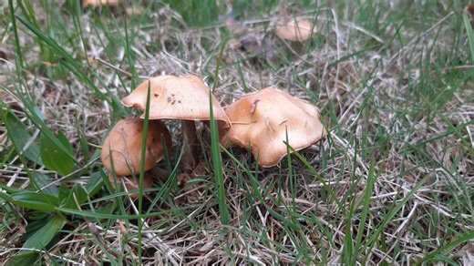 Sit Back and Relax: A fairy ring