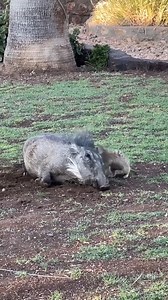 30K views · 793 reactions | It s Timon and Pumbaa  | Awesome World | Facebook