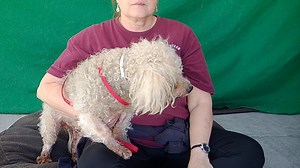 2.9K views · 50 reactions | ❥★❥RESCUED❥★❥ – Per OPCA’s confirmation...