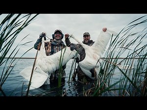 HOW TO SWAN HUNT (two GIANT Tundra Swans)