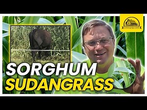 The Most Productive Cover Crop Is A Gamechanger: Sorghum Sudangrass