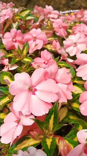 FLOWERS BED 🌸 Beautiful flowers bed for gardens #shorts