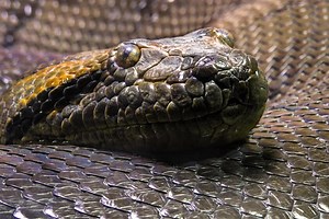 Esta es la anaconda más grande del mundo, mide más de 6 metros y es idéntica a otra especie de hace 10 millones de años