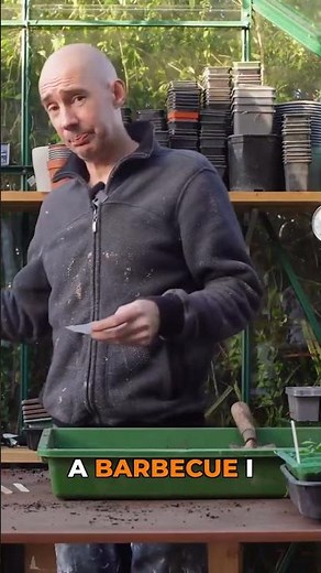 Why I ONLY Grow Beefsteak Tomatoes Now!