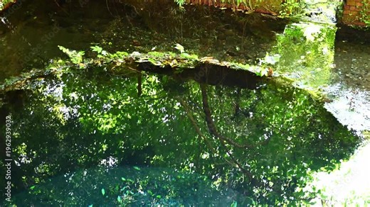 緑豊かな清流の風景 穏やかに流れる川と水草 湧水と癒やしの水辺 豊かな自然環境 エコロジー