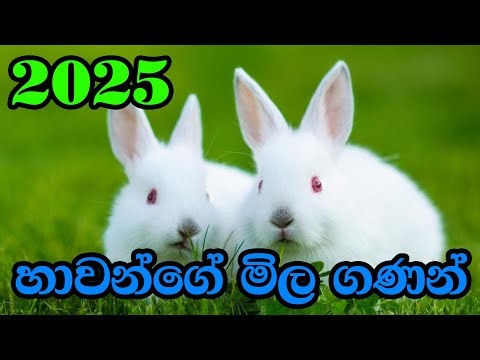Rabbit prices in 2025