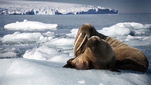 Watch Planet Earth: Blue Planet II Season , Episode 1 Online | BBC America