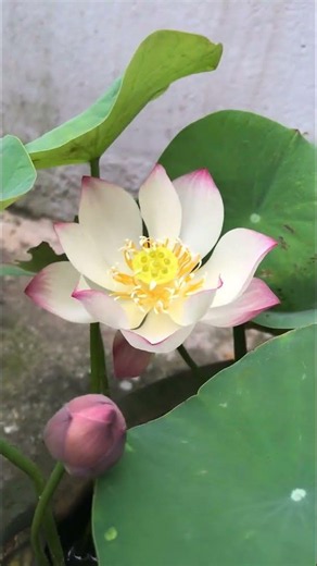 Pollinating the small lotus flowers in the garden