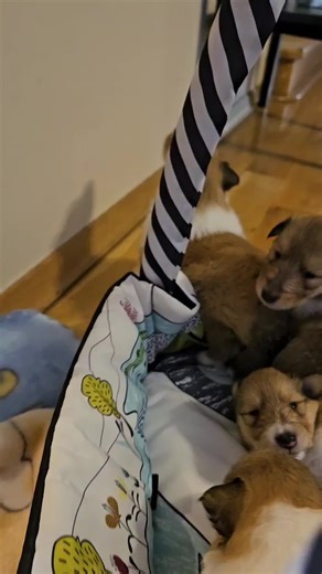 Zatrzymajcie czas...moje maluszki dopiero były takie małe, a dziś już powoli opuszczają rodzinny dom🏡😇😘😘😘😘😘😘😘 #DomPełenMilości #PsieDzieci #KochajmyPieski #CollieLove #BeataMach