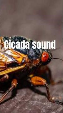 The sound of cicadas