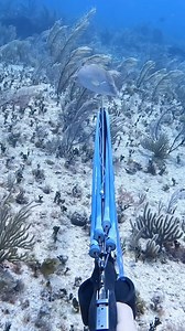 Un buen tiro, probablemente le rompí la columna. Pesca submarina. - - - - - - #spearfishing #buceolibre #freediving #scuba #diving #gopro #hogfish #faunamarina #naturaleza #parati #fy #fyp #viral #pescasubmarina #reels | Oshark Diver