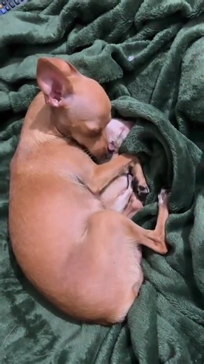 3.3K views · 268 reactions | Mommy Chihuahua taking care of her baby 殺 #reelsfb #chihuahua #puppy #babies #cute | Chihuahua Puppy | Facebook