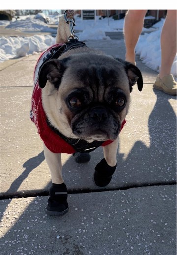 who else got a ton of snow this last weekend?? ❄️ and yes my dad is wearing shorts in single digit weather #pug #pugsoftiktok #puglife #pugtok #snowday