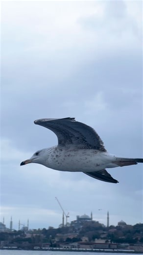 ‎Mohammed Al-Alami || محمد العلمي‎ on Instagram: "🌧️🌦️ 📸: @abu_qusai7 #Istanbul #VisitIstanbul #Discoverlstanbul #WelcomeTolstanbul #This|sIstanbul #IstanbulVibes #IstanbulCity #IstanbulMoments #IstanbulStreets #IstanbulThroughMyLens #IstanbulLovers #IstanbulDiaries #IstanbulLife #IstanbulDream #IstanbulTravel #TurkeyTravel #VisitTurkey #DiscoverTurkey #CityOfDreams #Cinematiclstanbul #UrbanStories #BeautifulDestinations #TravelReels #ExploreMore #Wanderlust #ReelTravel #TravelGram #TravelVib