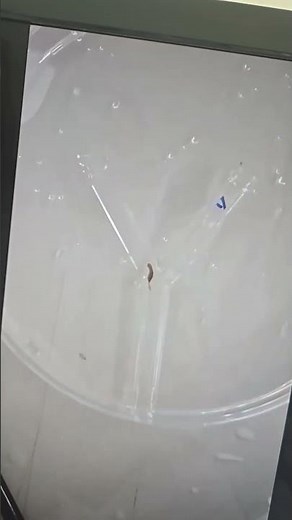 플라나리아 선호도 측정 -Y자관 이용(Planaria Y-maze Preference Test)