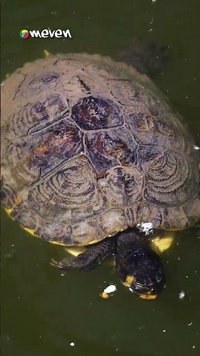La tortuga arrau, o tortuga del Orinoco, es la tortuga de agua dulce más grande de nuestra América
