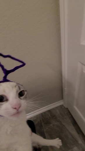 Why My Pets Dislike Me: A Funny Take on Pet Reactions