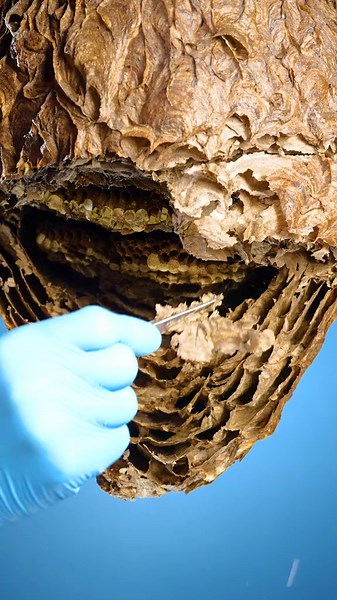 Exploring the Intriguing World of Wasp Nests