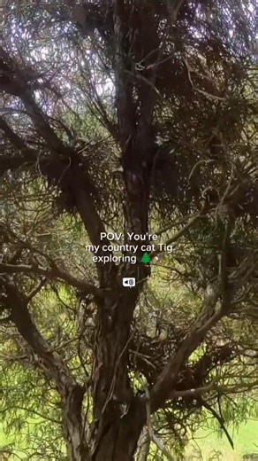 Listen for the red-tailed hawk call at the beginning 🦅🌲 #catshorts #catadventures #catpov #catvideos