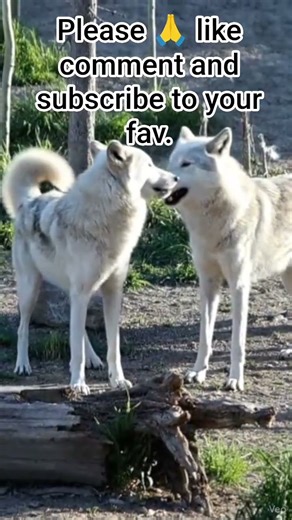 WOW 😲 Alpha Love! Playful Wolf Couple Cuddling in the Wild 🥹❤️ #facts #adorable #animals #anime