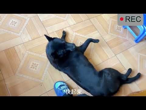 A Day Outside with My Dog 🐶🌿 | Pet Vlog