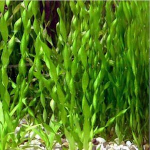 BUY 2 GET 1 FREE Corkscrew Val! (vallisneria Contortionist)-easy Live Aquarium Pond Aquatic Plant - Etsy