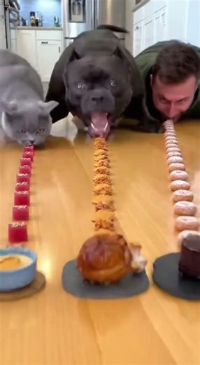 The Alpha Dog Finished Before Everyone #Cat #Dog #EatingChallange #Food #Pets