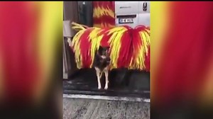 20K views · 315 reactions | Mientras nosotros estamos en el 2019, este perrito ya está en el 2030. ¿A poco no? 藍 | Al Extremo | Facebook