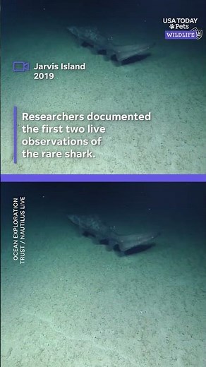 Rare deep-sea creature captured alive for the first time