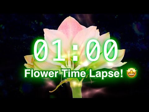 1-Minute Timer with Music | Stunning Flower Bloom Time Lapse for Classroom Focus