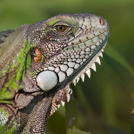 Green Iguana | National Geographic